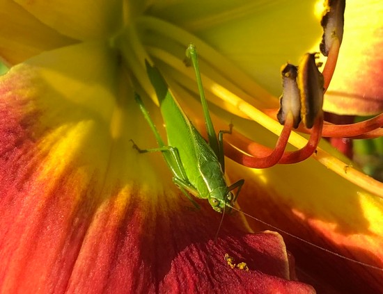 Category 5 - 3rd Place (2-way tie) - 'Grasshopper on Daylily' - Nancy Stern.jpg